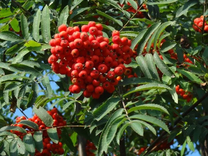 Eberesche (Sorbus aucuparia)