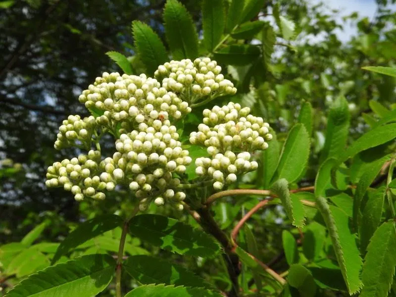 Eberesche (Sorbus aucuparia)