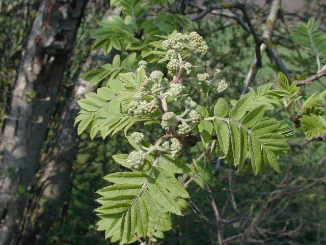 Eberesche (Sorbus aucuparia)