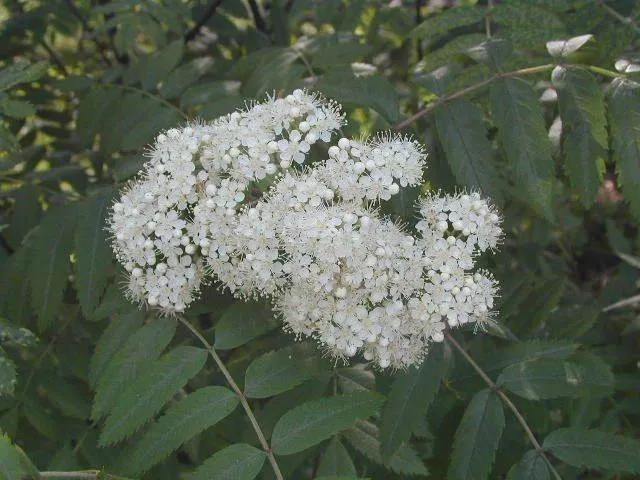 Eberesche (Sorbus aucuparia)