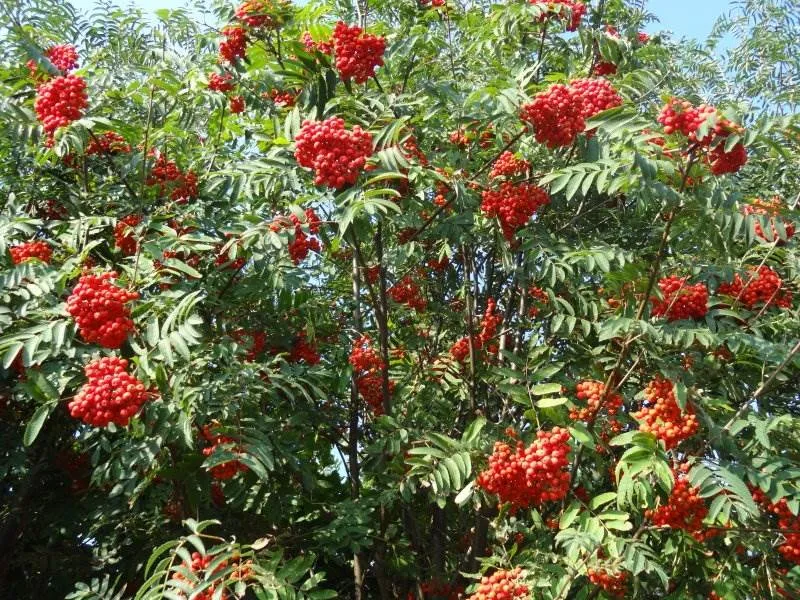 Eberesche (Sorbus aucuparia)