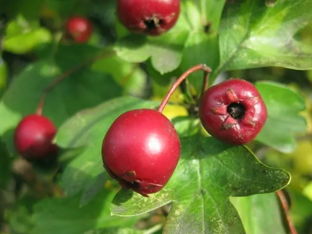 Eingriffeliger Weißdorn (Crataegus monogyna)