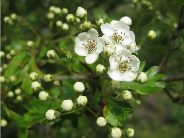 Eingriffeliger Weißdorn (Crataegus monogyna)