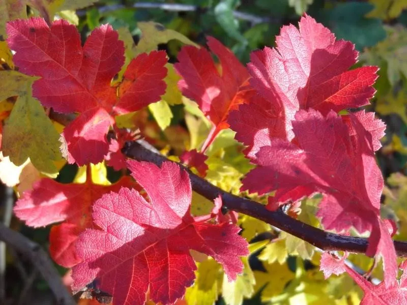 Eingriffeliger Weißdorn (Crataegus monogyna)