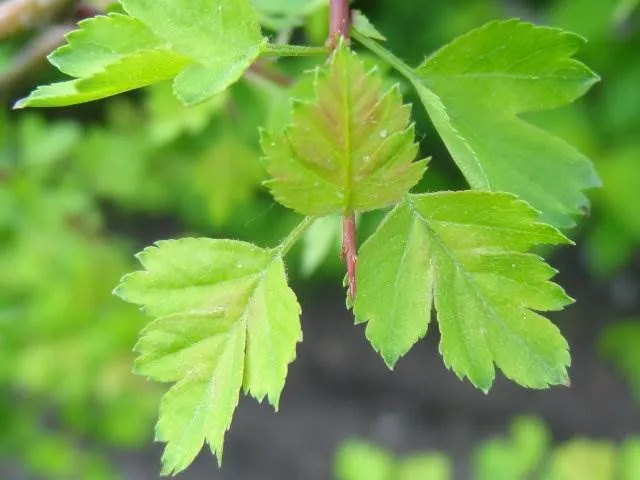 Eingriffeliger Weißdorn (Crataegus monogyna)