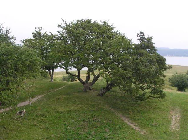 Eingriffeliger Weißdorn (Crataegus monogyna)