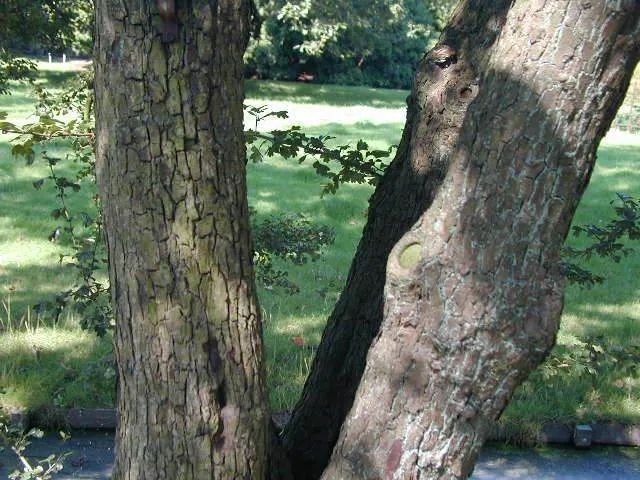 Eingriffeliger Weißdorn (Crataegus monogyna)
