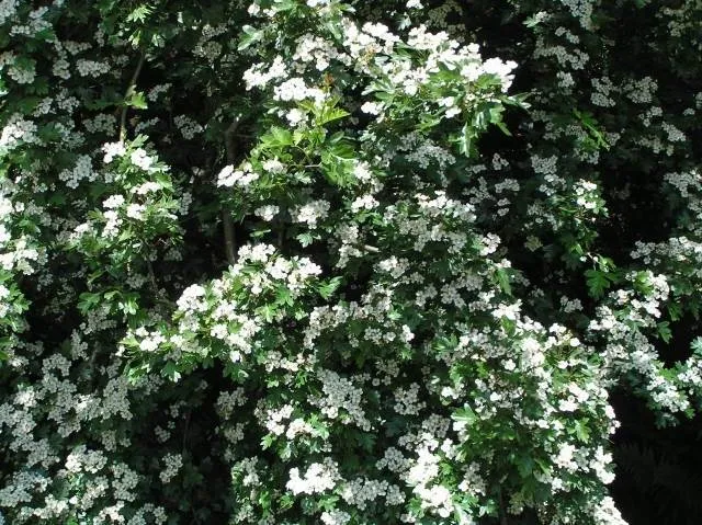 Eingriffeliger Weißdorn (Crataegus monogyna)