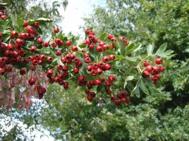 Eingriffeliger Weißdorn (Crataegus monogyna)