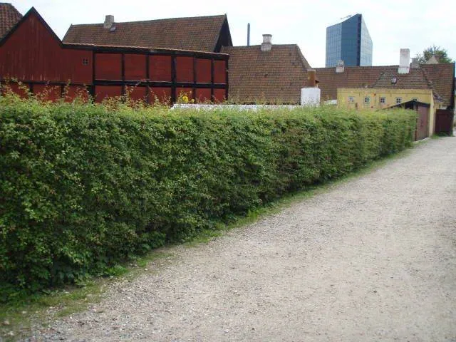 Eingriffeliger Weißdorn (Crataegus monogyna)