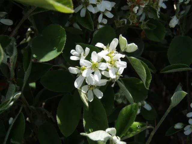 Einheimische Felsenbirne – Sämling (Amelanchier ovalis)