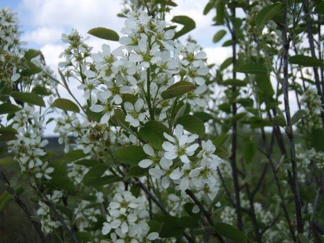Einheimische Felsenbirne – Sämling (Amelanchier ovalis)