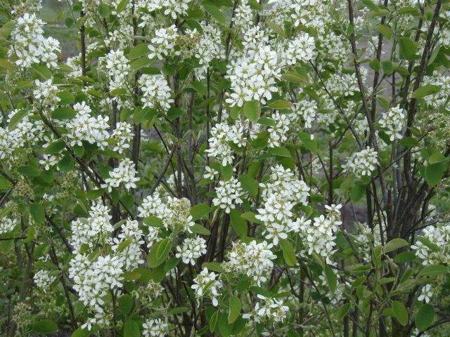 Einheimische Felsenbirne – Sämling (Amelanchier ovalis)