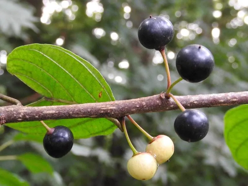 Faulbaum (Rhamnus frangula)