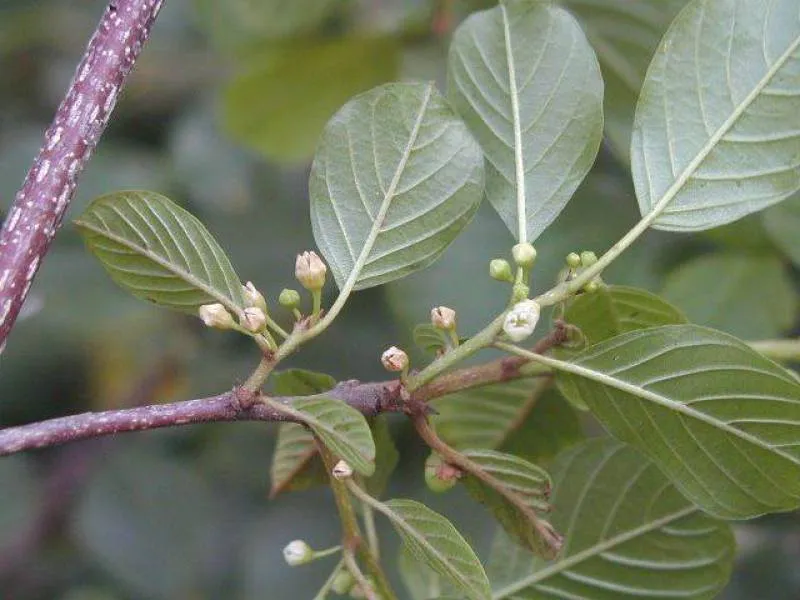 Faulbaum (Rhamnus frangula)