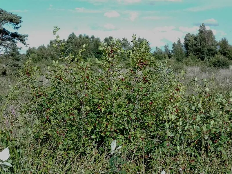 Faulbaum (Rhamnus frangula)