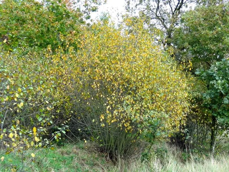 Faulbaum (Rhamnus frangula)