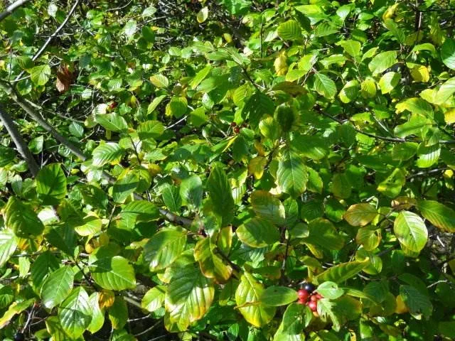 Faulbaum (Rhamnus frangula)