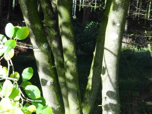 Faulbaum (Rhamnus frangula)