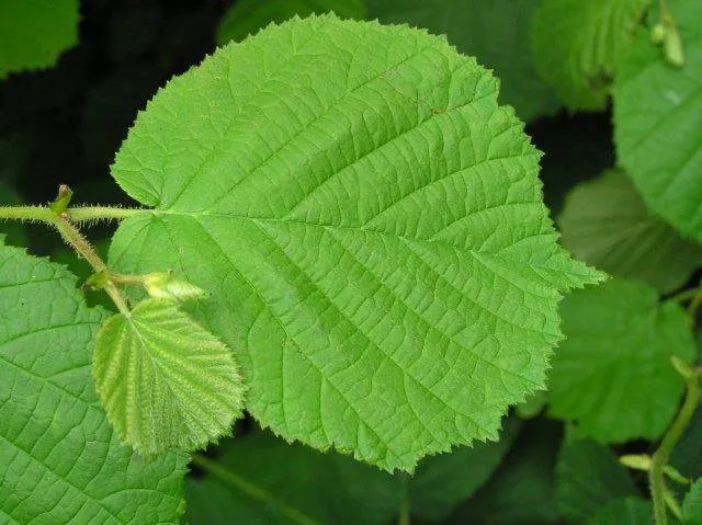 Haselnuss (Corylus avellana)