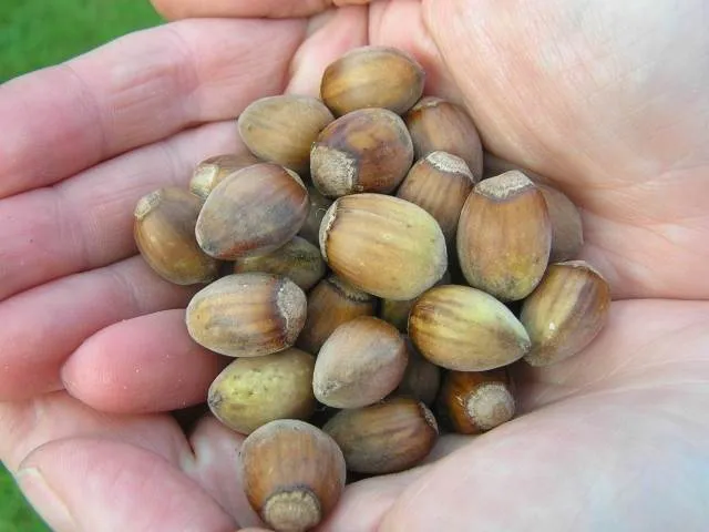 Haselnuss (Corylus avellana)