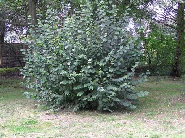Haselnuss (Corylus avellana)
