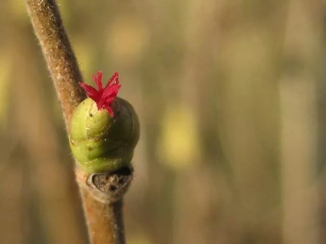 Haselnuss (Corylus avellana)
