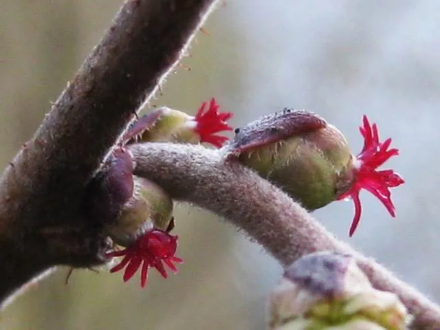 Haselnuss (Corylus avellana)