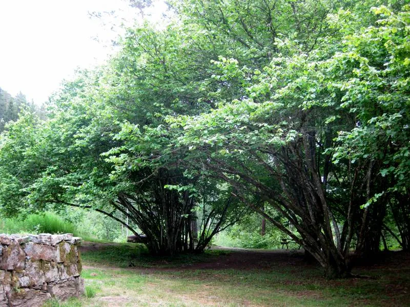 Haselnuss (Corylus avellana)