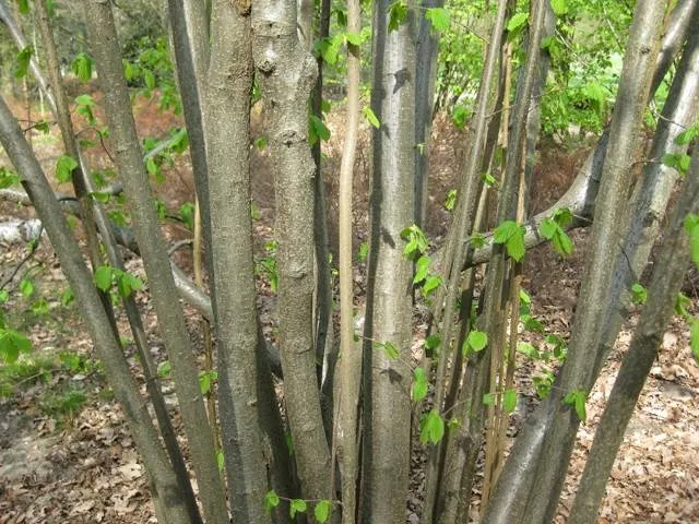 Haselnuss (Corylus avellana)