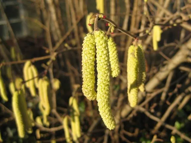 Haselnuss (Corylus avellana)