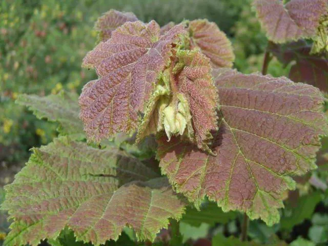Haselnuss (Corylus avellana)