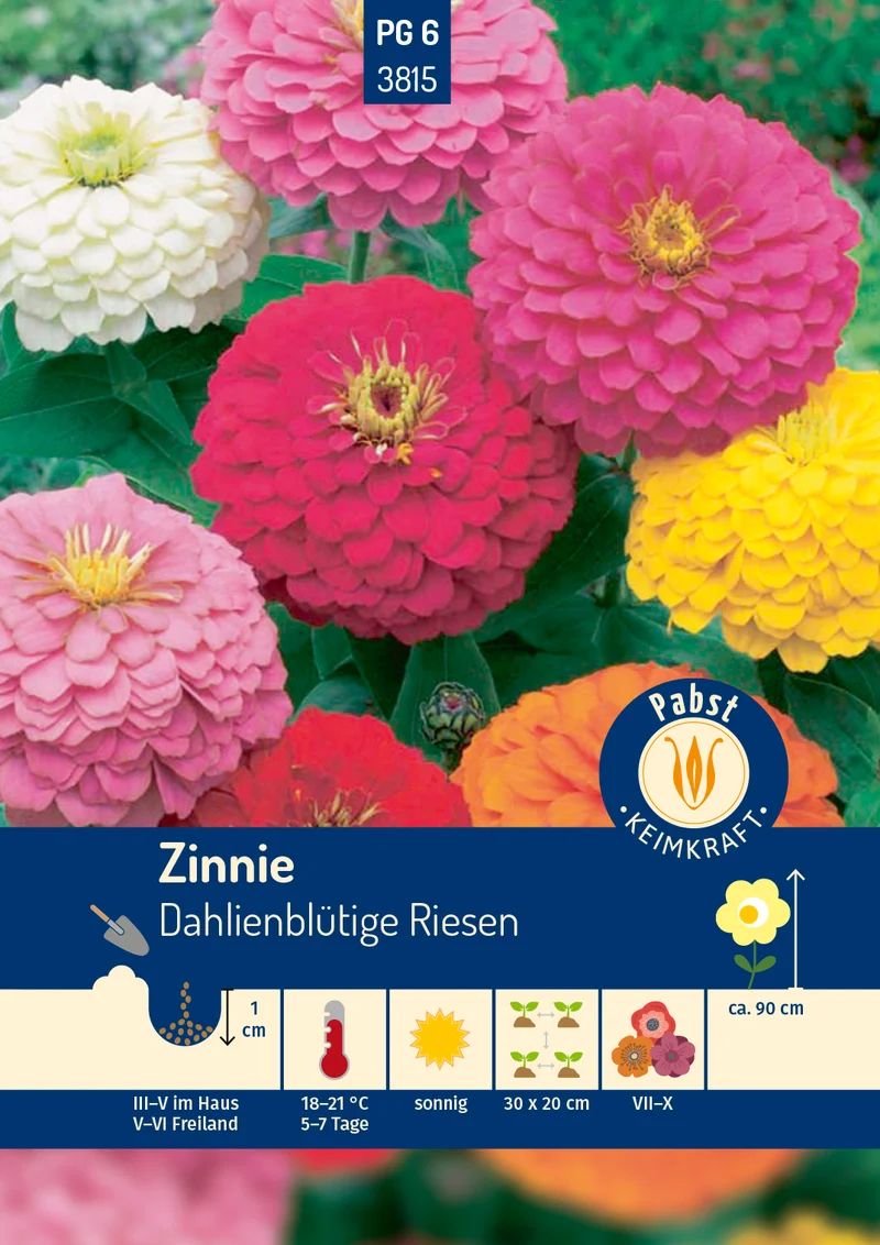 Zinnie Dahlienblütige Riesen Saatgut