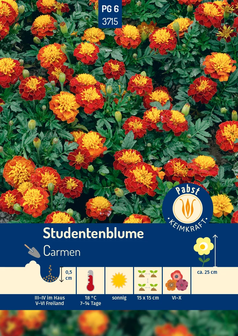 Studentenblume Carmen Saatgut