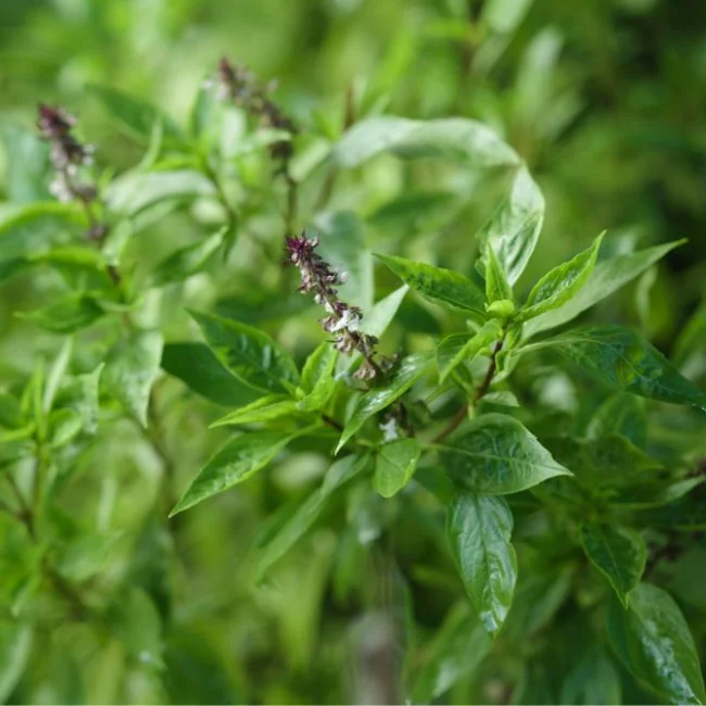 Basil: Cinnamon Organic Seed