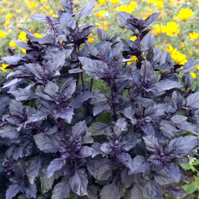 Basil: Dark Opal Organic Seed