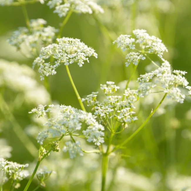 Anise Organic Seed