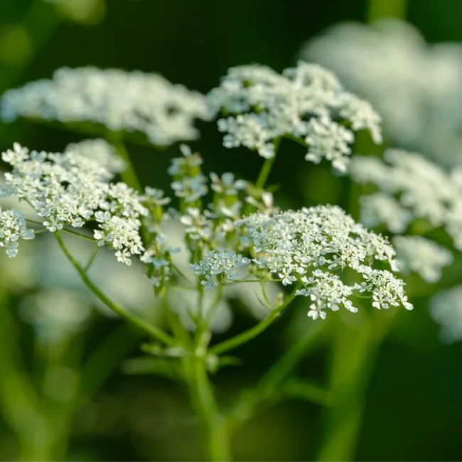 Anise Organic Seed