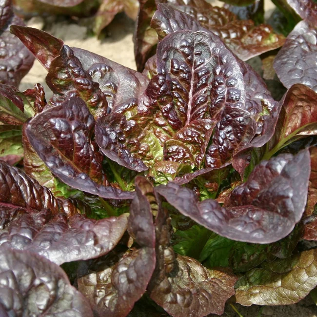 Lettuce: Cos Little Leprechaun Organic Seed