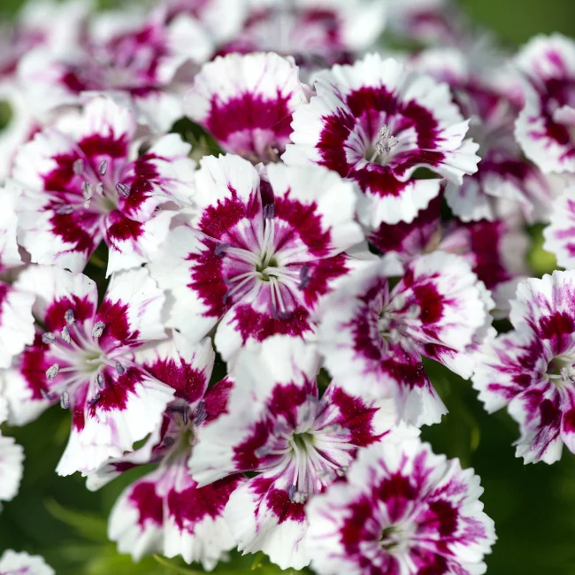 Sweet William Organic Seed