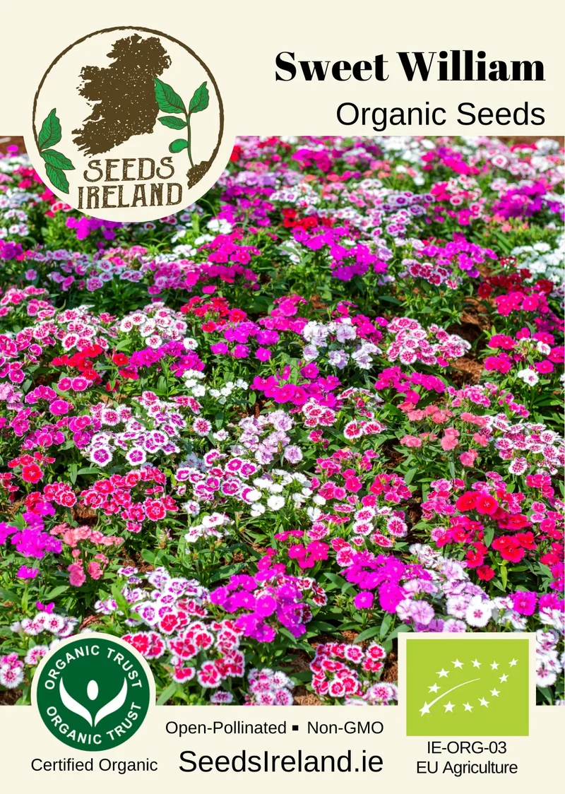 Sweet William Organic Seed