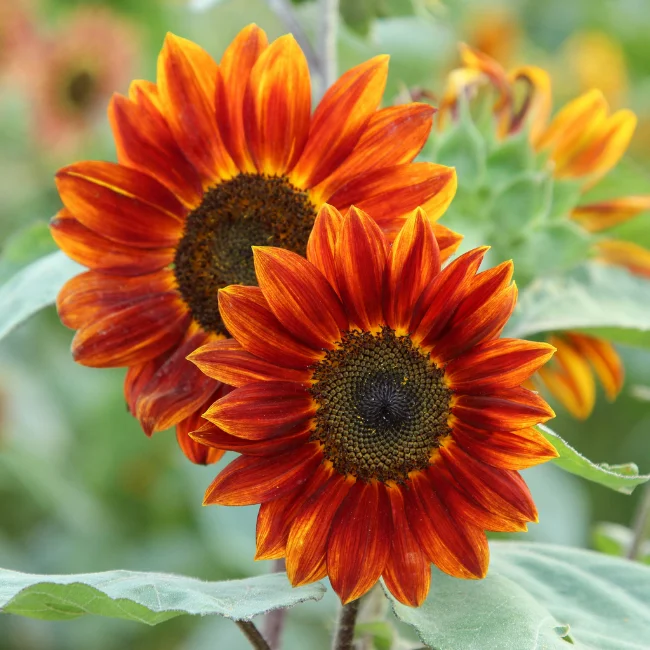 Sunflower: Medium Red Organic Seed