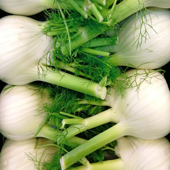 Fennel: Florence Fino Organic Seed