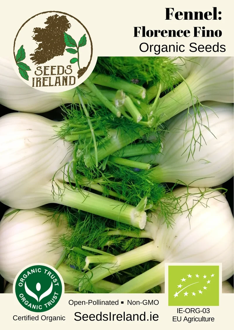 Fennel: Florence Fino Organic Seed