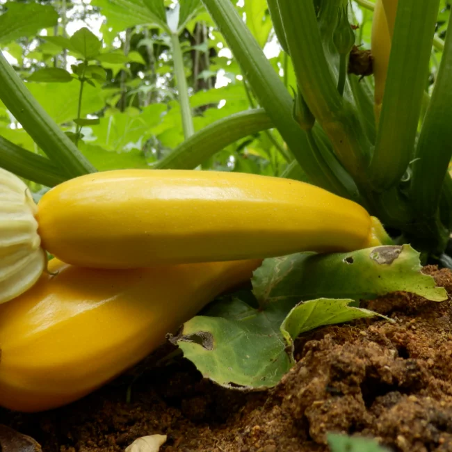 Courgette Yellow: Gold Rush Organic Seed