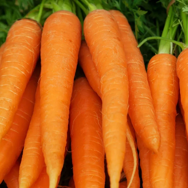 Carrot: Amsterdam 2 Organic Seed