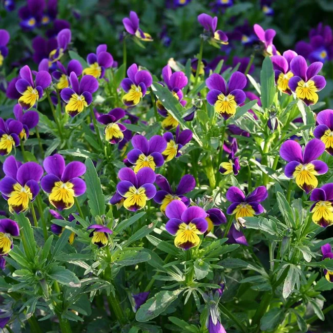 Wild Pansy Organic Seed
