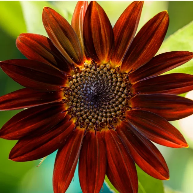 Sunflower: Velvet Queen Organic Seed