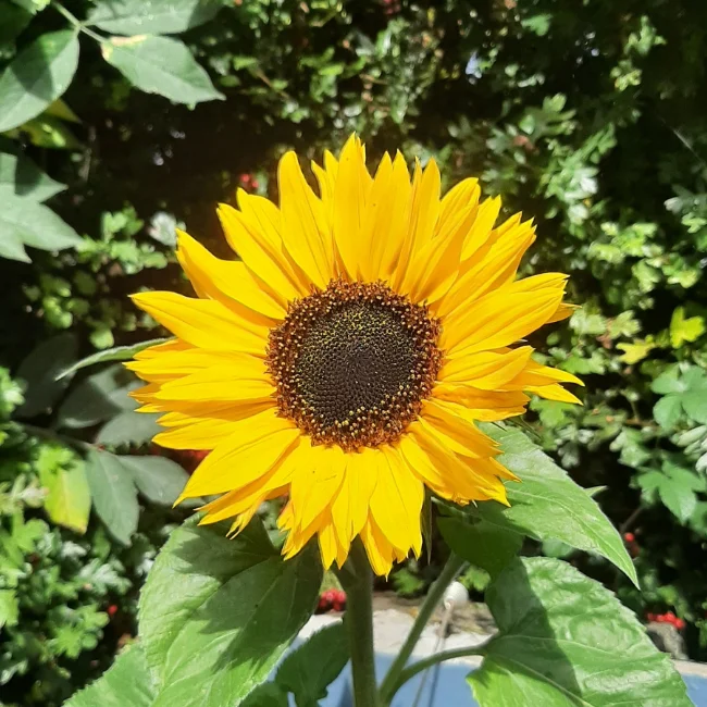 Sunflower: Medium Yellow Organic Seed