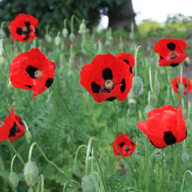 Poppy: Pierrot Organic Seed